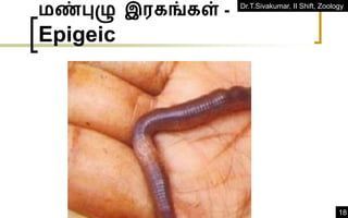 Dr.T.Sivakumar, II Shift, Zoology
18
மண்புழு இரகங்கள் -
Epigeic
 