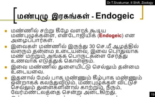 Dr.T.Sivakumar, II Shift, Zoology
19
மண்புழு இரகங்கள் - Endogeic
◼ மண
் ணில் ெற்று கீதழ வளரக் கூடிய
மண
் புழுக்கவள, என் தடாஜியிக் (Endogeic) என
அவழப்பார்கள்.
◼ இவவகள் மண
் ணில் இருந்து 30 கெ.மீ ஆழத்தில்
வளரும் தன
்வம உவடயவவ. இவவ கபாதுவாக
மண
் மற்றும் அங்கக கபாருட்கவள தெர்த்து
உணவாக எடுத்துக் ககாள்ளும்.
◼ இவவ மண
் ணில் துவளயிட்டு கெல்லும் தன்வம
உவடயவவ.
◼ இதனால் தமல் பாக மண
் ணும் கீழ்பாக மண
் ணும்
ஒன் றாகக் கலந்துவிடும். மண
் புழுக்கள் விட்டுெ்
கெல்லும் துவளகளினால் காற்றும், நீ ரும்,
தவர்மண
் டலத்வத கென்று அவடகிறது.
 