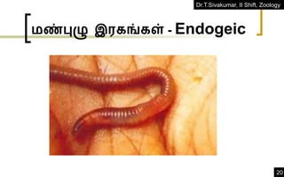 Dr.T.Sivakumar, II Shift, Zoology
20
மண்புழு இரகங்கள் - Endogeic
 