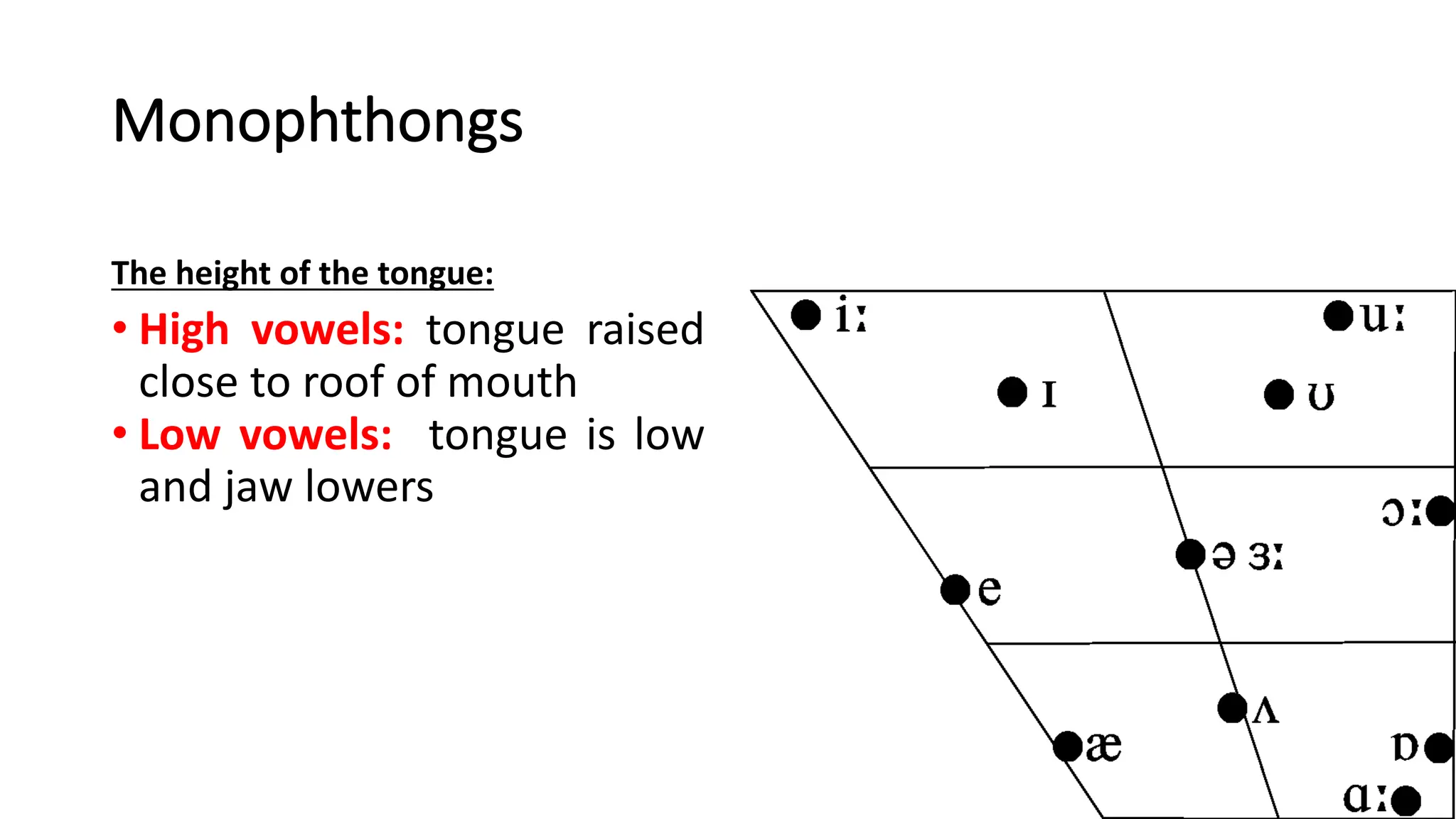 Monophthongs
The height of the tongue:
• High vowels: tongue raised
close to roof of mouth
• Low vowels: tongue is low
and jaw lowers
 