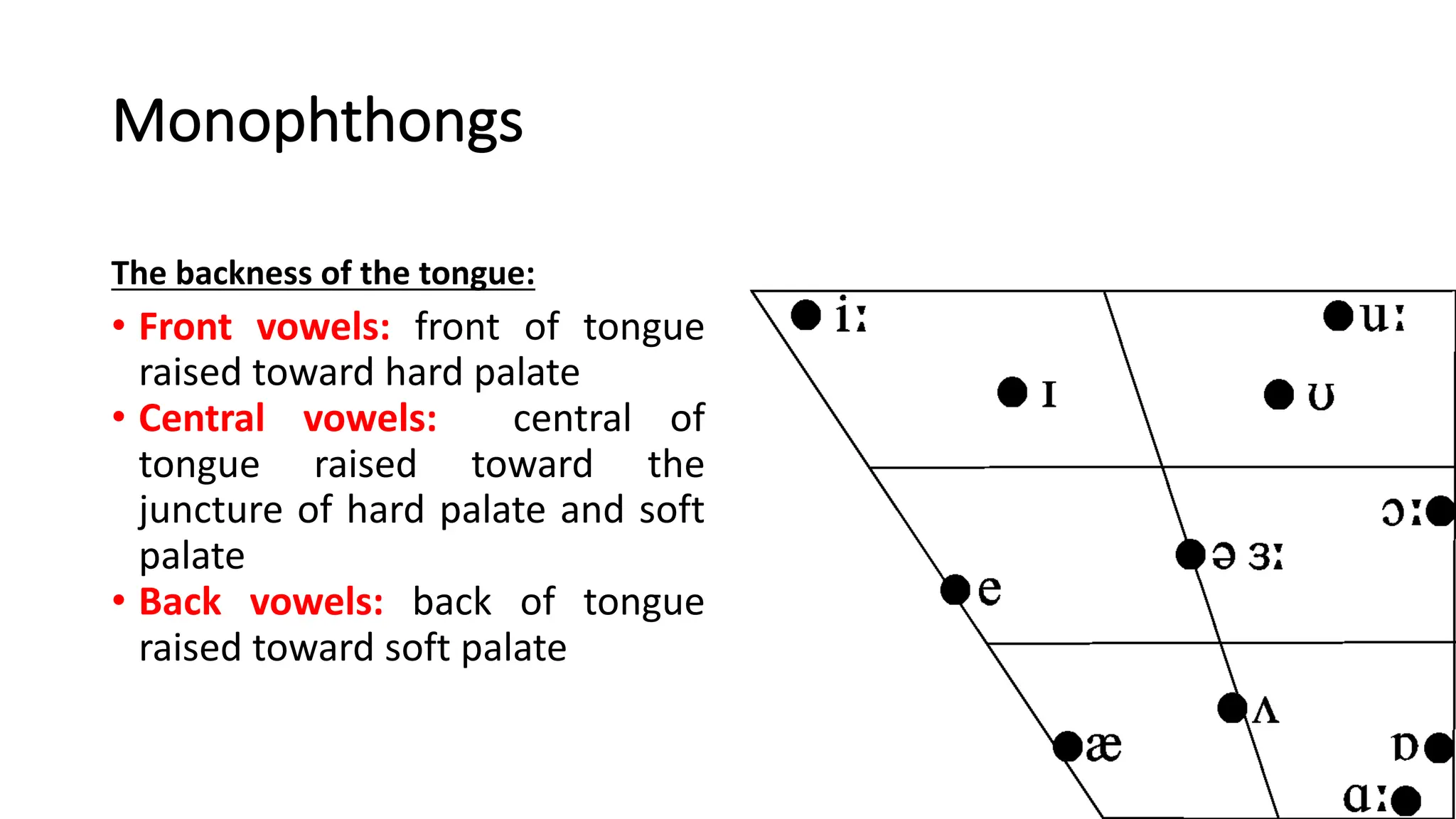 Monophthongs
The backness of the tongue:
• Front vowels: front of tongue
raised toward hard palate
• Central vowels: central of
tongue raised toward the
juncture of hard palate and soft
palate
• Back vowels: back of tongue
raised toward soft palate
 
