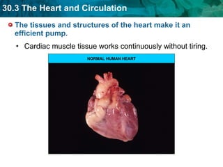 The tissues and structures of the heart make it an efficient pump. Cardiac muscle tissue works continuously without tiring. NORMAL HUMAN HEART 