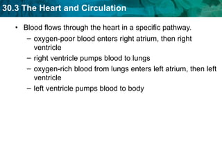 Blood flows through the heart in a specific pathway. oxygen-poor blood enters right atrium, then right ventricle right ventricle pumps blood to lungs oxygen-rich blood from lungs enters left atrium, then left ventricle  left ventricle pumps blood to body  