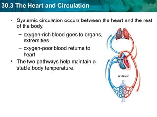 Systemic circulation occurs between the heart and the rest of the body.  oxygen-rich blood goes to organs, extremities oxygen-poor blood returns to heart  The two pathways help maintain a stable body temperature.  