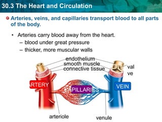 Arteries, veins, and capillaries transport blood to all parts of the body. Arteries carry blood away from the heart. blood under great pressure thicker, more muscular walls  ARTERY VEIN CAPILLARIES arteriole venule endothelium connective tissue smooth muscle valve 