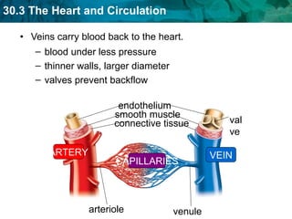 Veins carry blood back to the heart. blood under less pressure thinner walls, larger diameter valves prevent backflow ARTERY VEIN CAPILLARIES arteriole venule endothelium connective tissue smooth muscle valve 