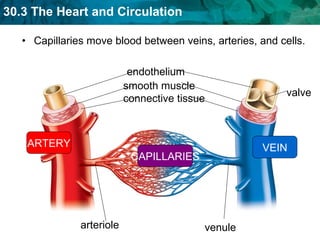 Capillaries move blood between veins, arteries, and cells.  ARTERY VEIN CAPILLARIES arteriole endothelium connective tissue smooth muscle venule valve 