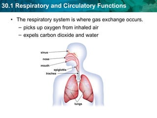 The respiratory system is where gas exchange occurs. picks up oxygen from inhaled air   expels carbon dioxide and water   nose sinus mouth epiglottis trachea lungs 