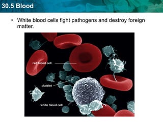White blood cells fight pathogens and destroy foreign matter.  red blood cell platelet white blood cell 