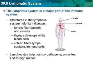 The lymphatic system is a major part of the immune system. Structures in the lymphatic system help fight disease. tonsils filter bacteria and viruses thymus develops white blood cells  spleen filters lymph, contains immune cells  Lymphocytes help destroy pathogens, parasites, and foreign matter. tonsils thymus  spleen 
