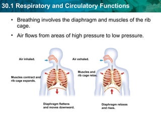 Breathing involves the diaphragm and muscles of the rib cage.  Air flows from areas of high pressure to low pressure.  Air inhaled. Muscles contract and rib cage expands. Diaphragm flattens and moves downward. Air exhaled. Muscles and rib cage relax. Diaphragm relaxes and rises. 