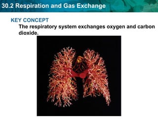 KEY CONCEPT  The respiratory system exchanges oxygen and carbon dioxide.  