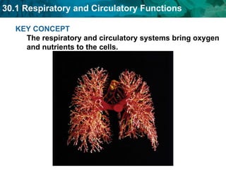 KEY CONCEPT  The respiratory and circulatory systems bring oxygen and nutrients to the cells. 