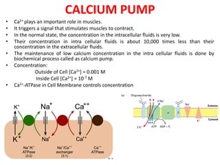 Bioinorganic Chemistry - Metal Ion Transport, Oxygen Transport | PDF