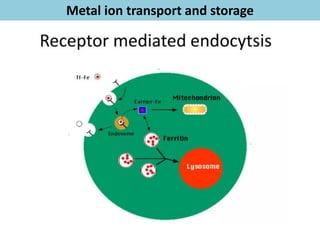 Bioinorganic Chemistry - Metal Ion Transport, Oxygen Transport | PDF