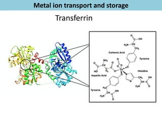 Bioinorganic Chemistry - Metal Ion Transport, Oxygen Transport | PDF