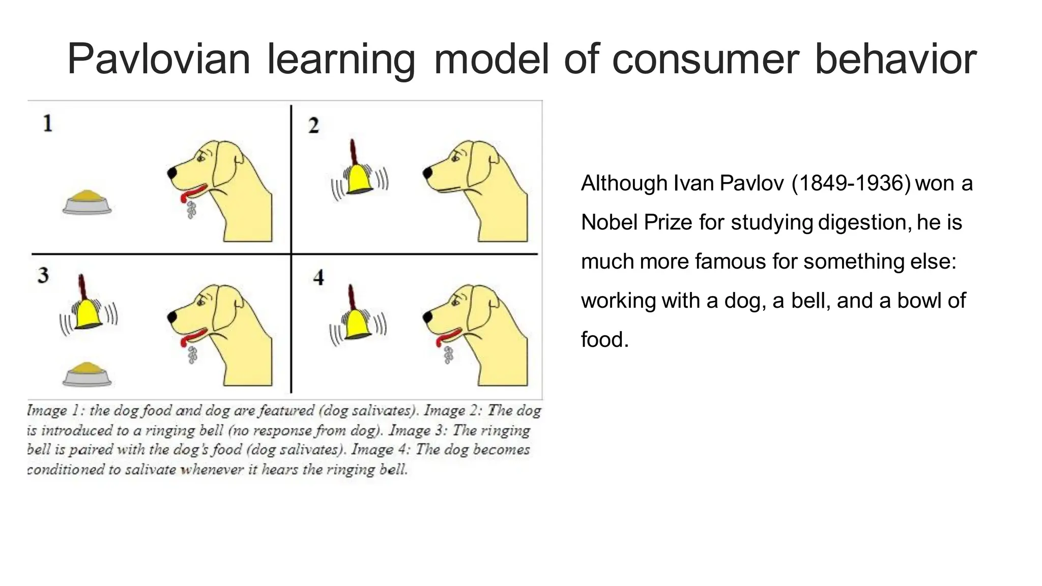 Pavlovian learning model of consumer behavior
Although Ivan Pavlov (1849-1936) won a
Nobel Prize for studying digestion, he is
much more famous for something else:
working with a dog, a bell, and a bowl of
food.
 