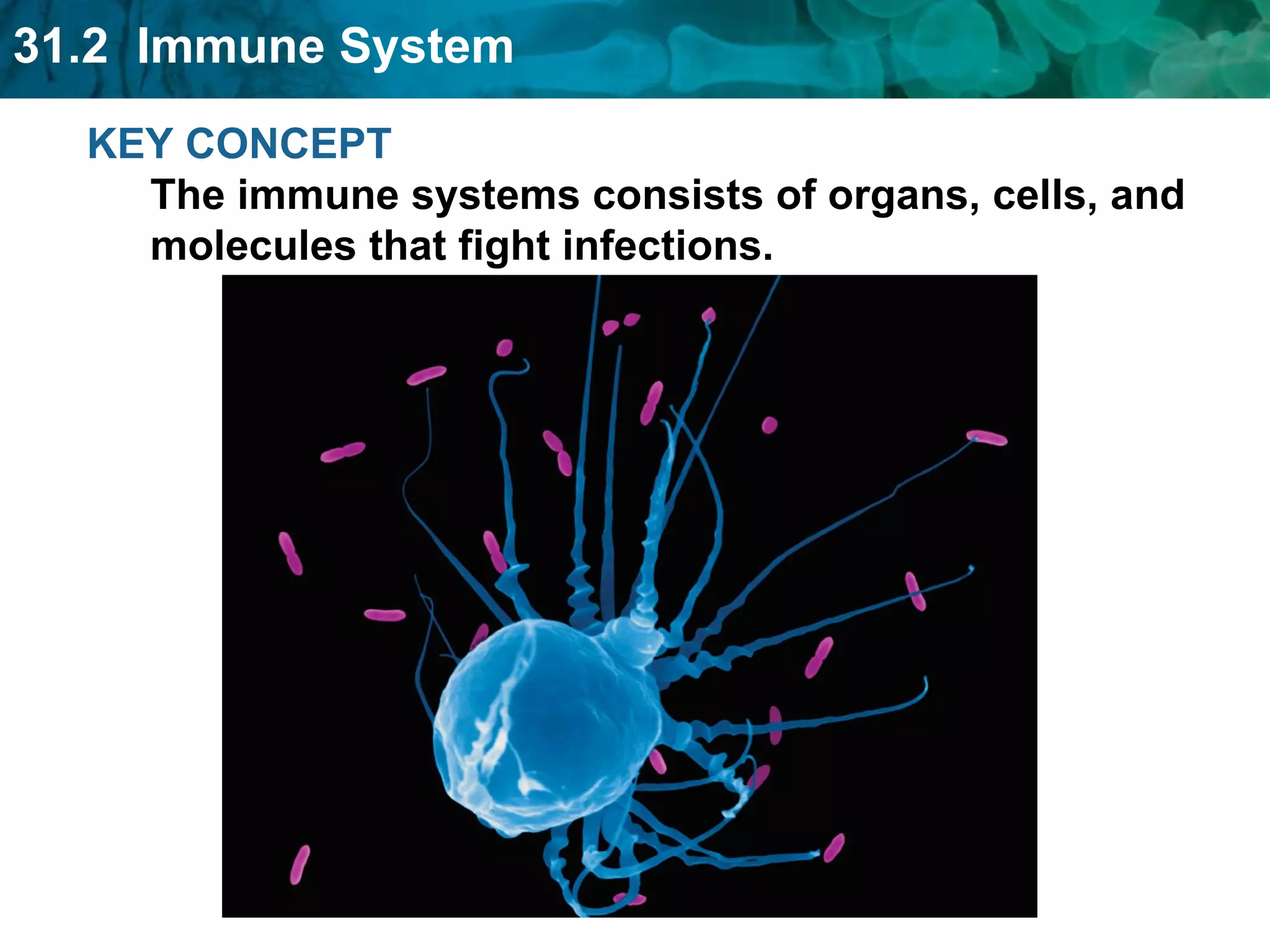 KEY CONCEPT The immune systems consists of organs, cells, and molecules that fight infections. 