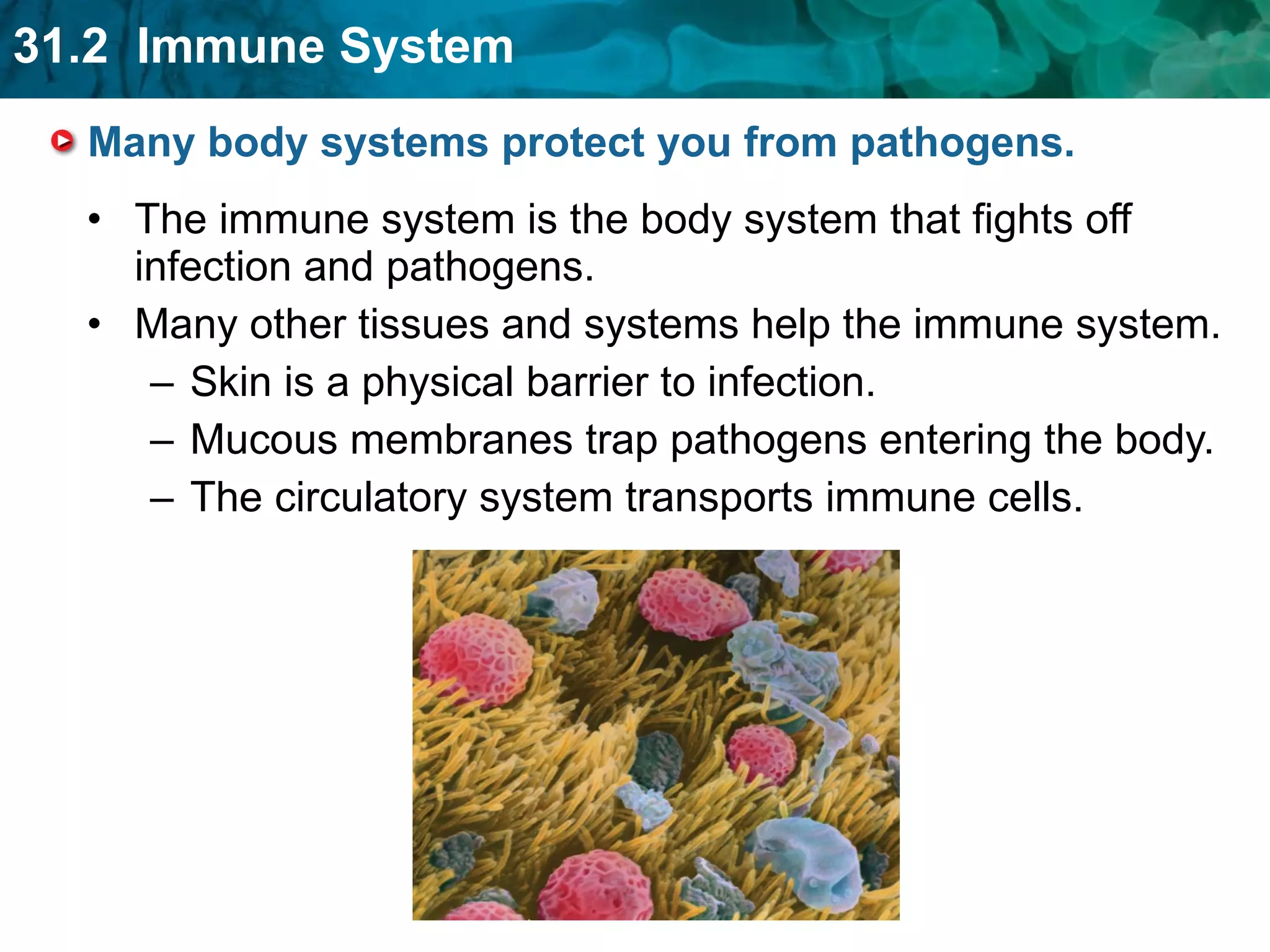 Many body systems protect you from pathogens. The immune system is the body system that fights off infection and pathogens. Many other tissues and systems help the immune system. Skin is a physical barrier to infection. Mucous membranes trap pathogens entering the body. The circulatory system transports immune cells.  