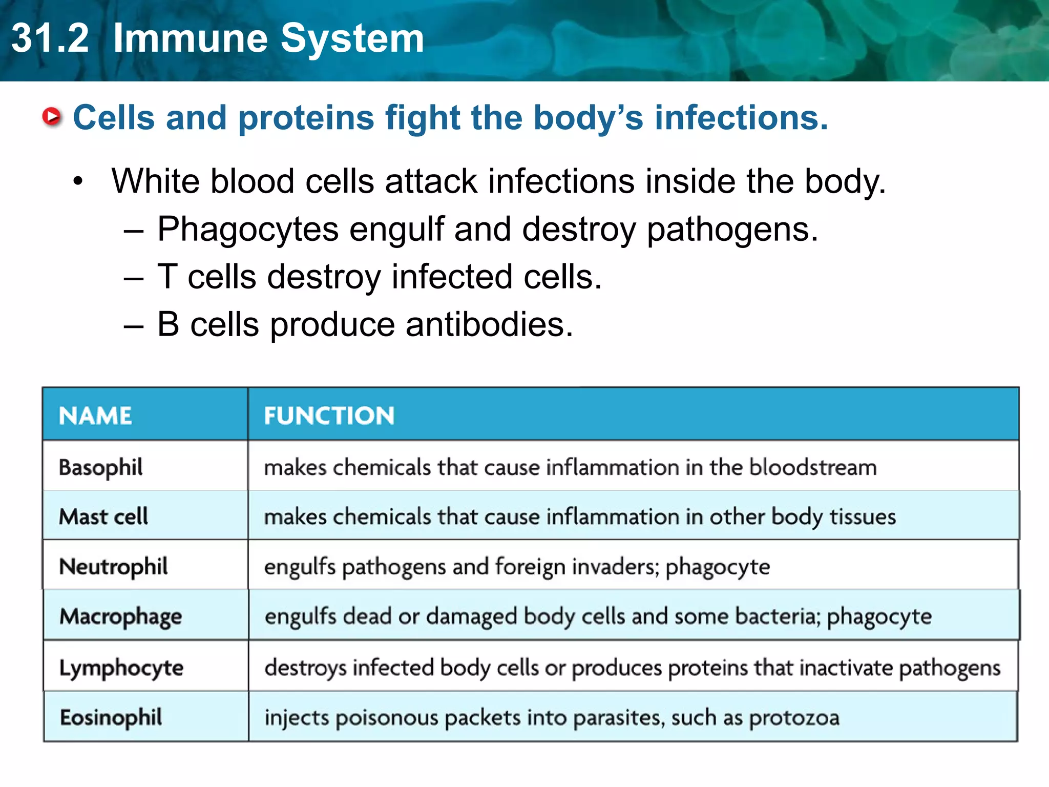 Cells and proteins fight the body’s infections. White blood cells attack infections inside the body. Phagocytes engulf and destroy pathogens.  T cells destroy infected cells. B cells produce antibodies. 