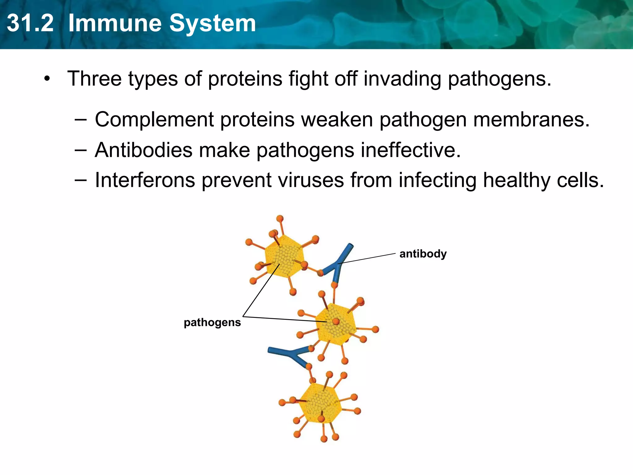 Three types of proteins fight off invading pathogens. Complement proteins weaken pathogen membranes. Antibodies make pathogens ineffective.  Interferons prevent viruses from infecting healthy cells. antibody pathogens 