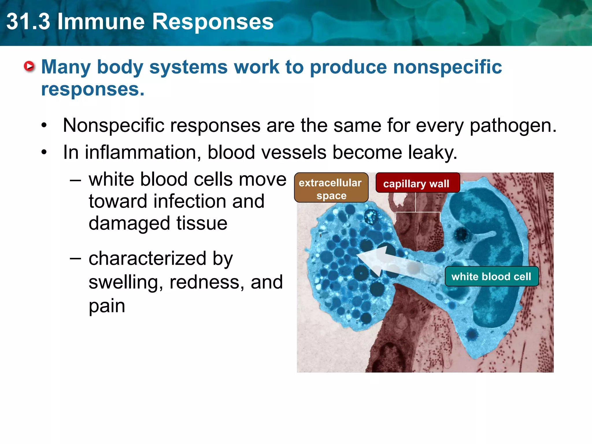 Many body systems work to produce nonspecific responses.  Nonspecific responses are the same for every pathogen. In inflammation, blood vessels become leaky. white blood cells move toward infection and damaged tissue characterized by swelling, redness, and pain capillary wall extracellular  space white blood cell 