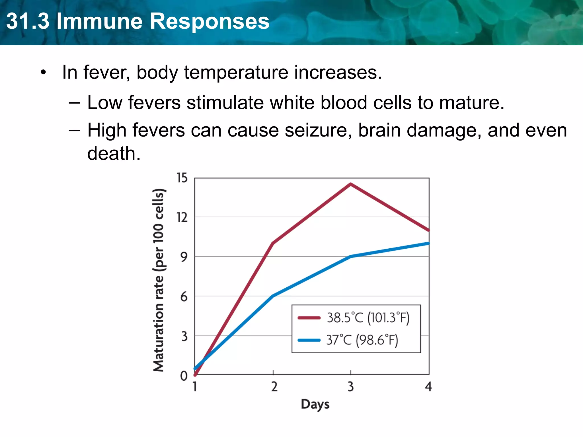 In fever, body temperature increases.  High fevers can cause seizure, brain damage, and even death. Low fevers stimulate white blood cells to mature. 