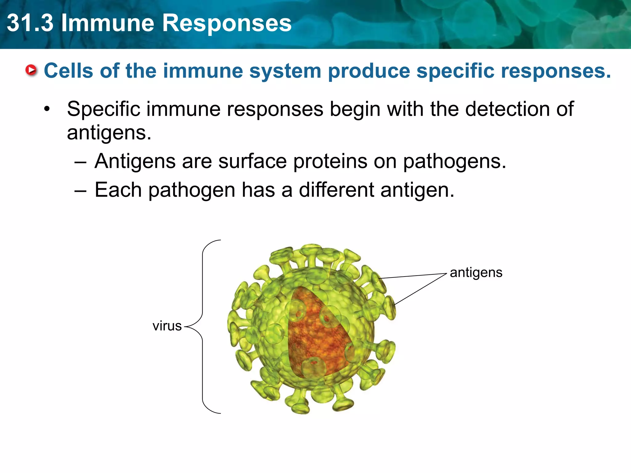 Cells of the immune system produce specific responses. Specific immune responses begin with the detection of antigens. Antigens are surface proteins on pathogens. Each pathogen has a different antigen. virus antigens 