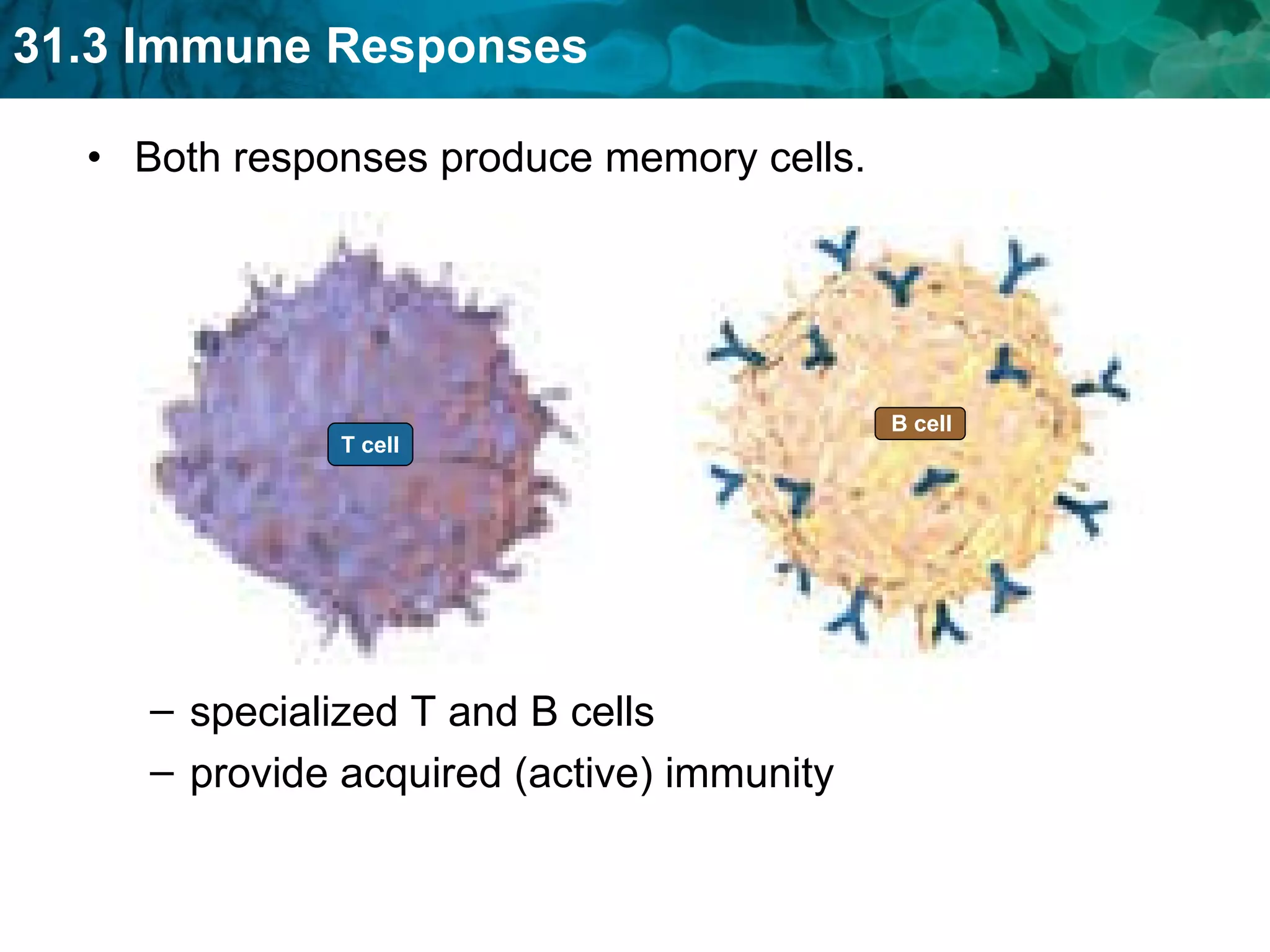 Both responses produce memory cells. specialized T and B cells provide acquired (active) immunity  B cell T cell 