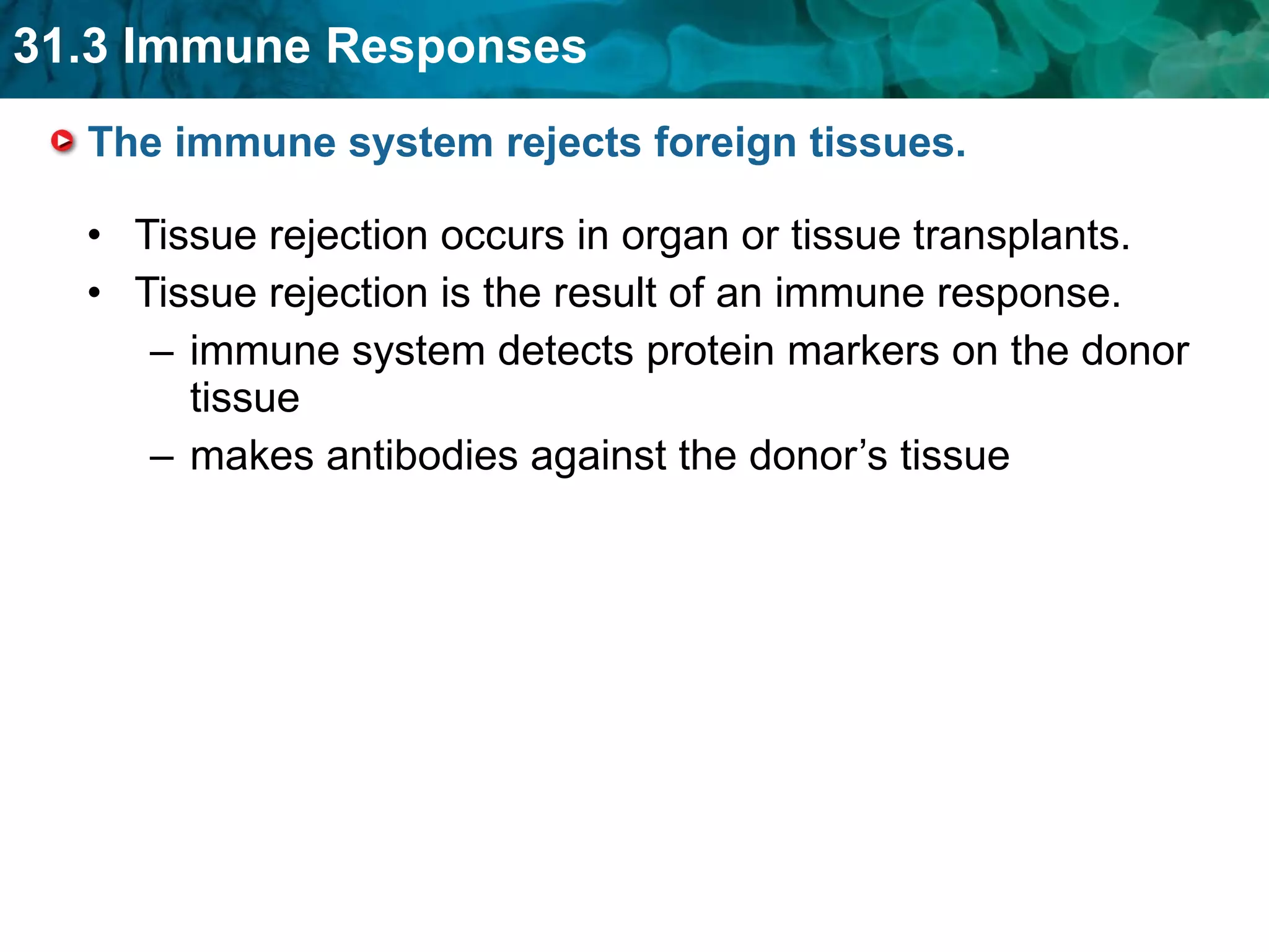 The immune system rejects foreign tissues.  Tissue rejection occurs in organ or tissue transplants. Tissue rejection is the result of an immune response. immune system detects protein markers on the donor tissue makes antibodies against the donor’s tissue 