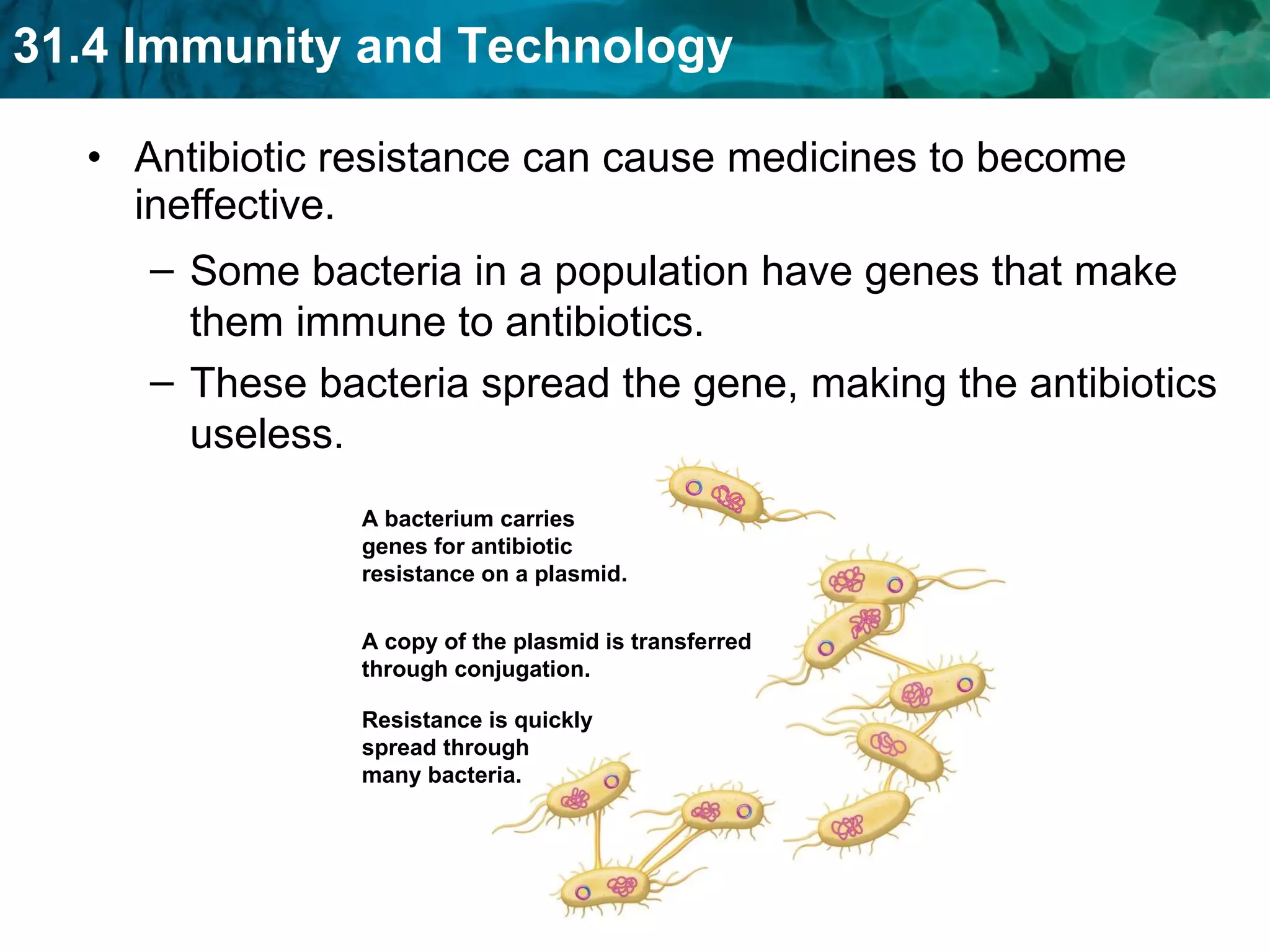 Antibiotic resistance can cause medicines to become ineffective. Some bacteria in a population have genes that make them immune to antibiotics. These bacteria spread the gene, making the antibiotics useless. A bacterium carries genes for antibiotic resistance on a plasmid. A copy of the plasmid is transferred through conjugation. Resistance is quickly spread through many bacteria. 