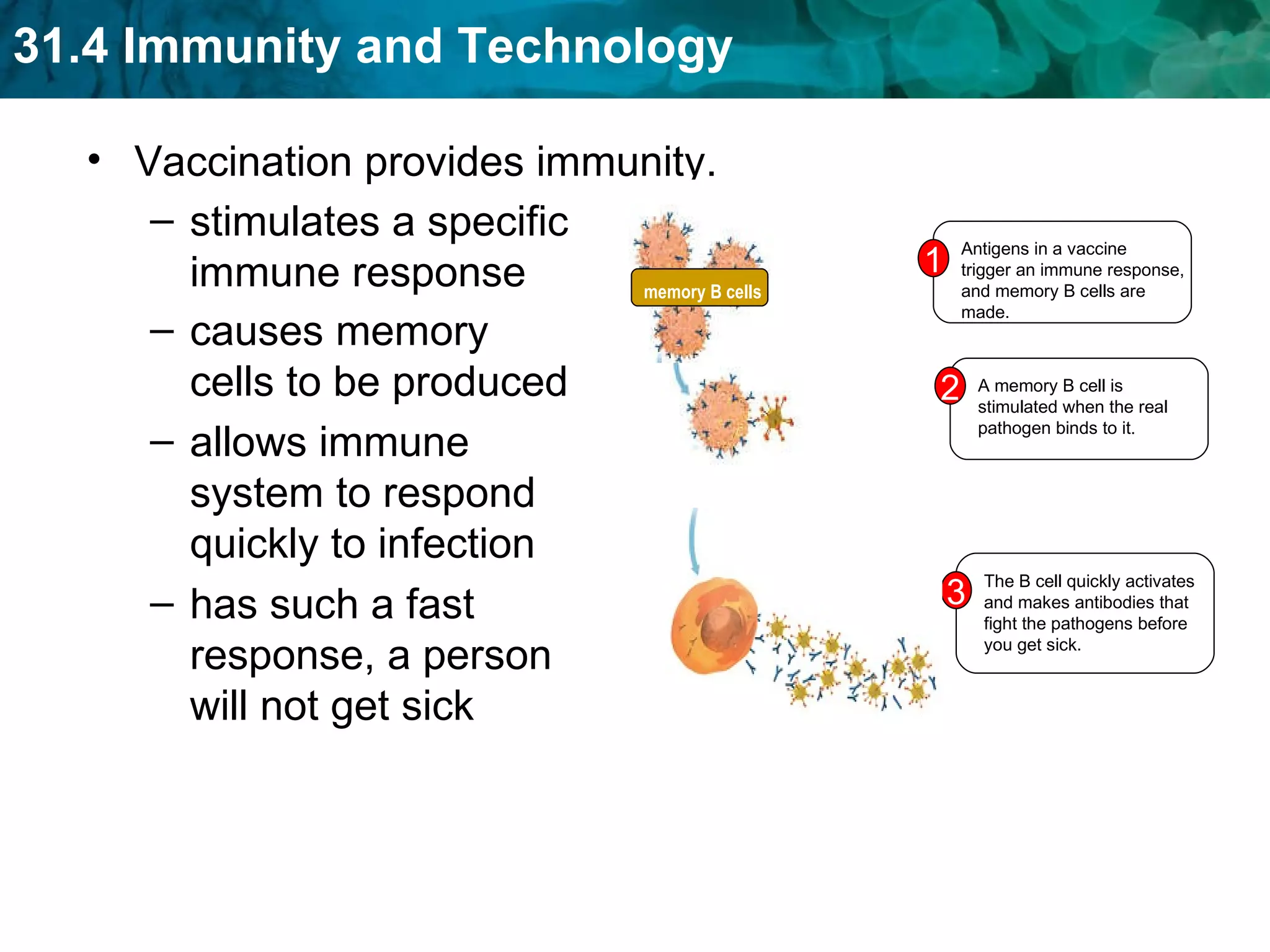 Vaccination provides immunity. stimulates a specific immune response  allows immune system to respond quickly to infection causes memory cells to be produced has such a fast response, a person will not get sick A memory B cell is stimulated when the real pathogen binds to it. 2 The B cell quickly activates and makes antibodies that fight the pathogens before you get sick. 3 Antigens in a vaccine trigger an immune response, and memory B cells are made. 1 memory B cells 