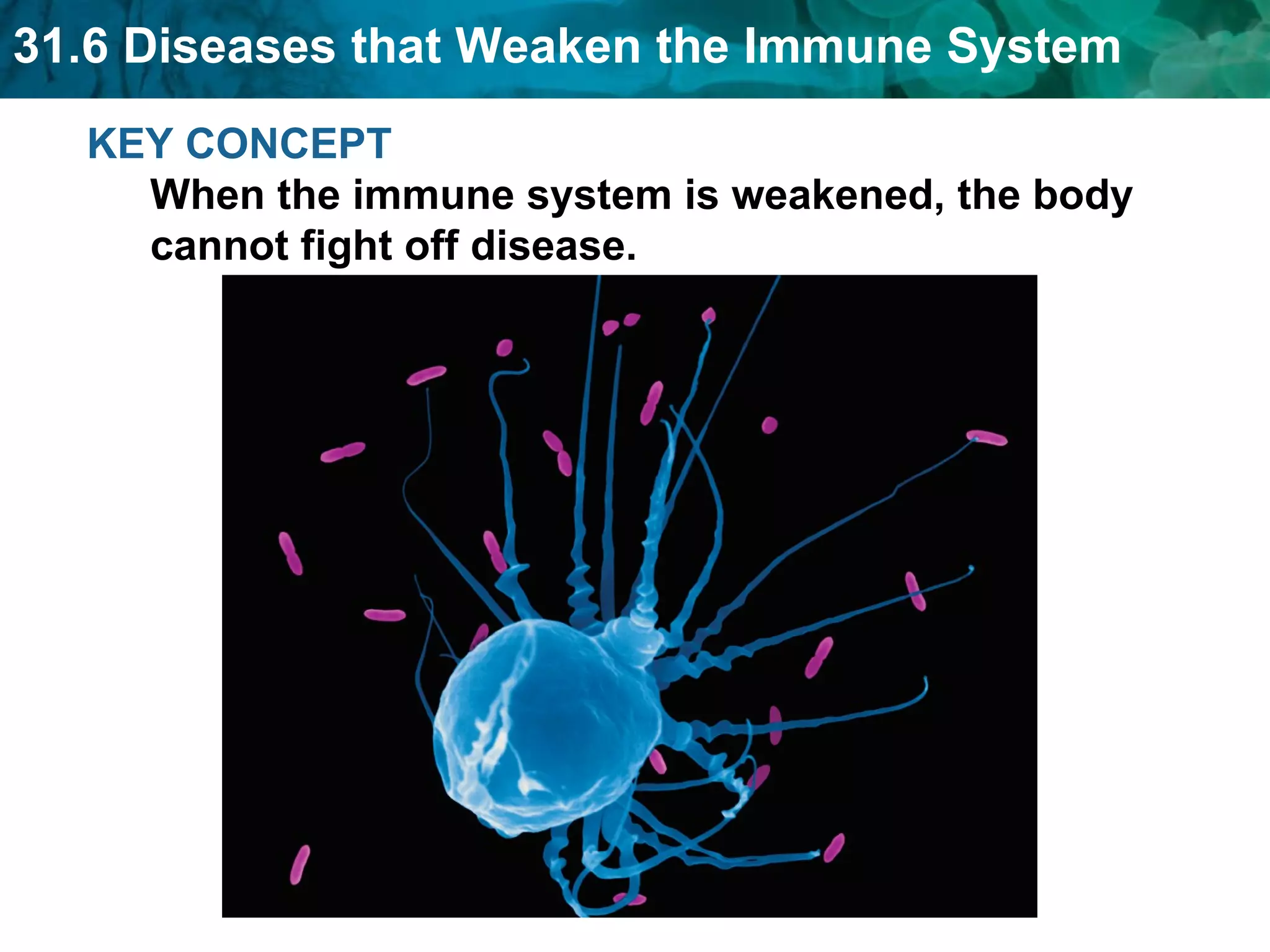 KEY CONCEPT When the immune system is weakened, the body cannot fight off disease. 