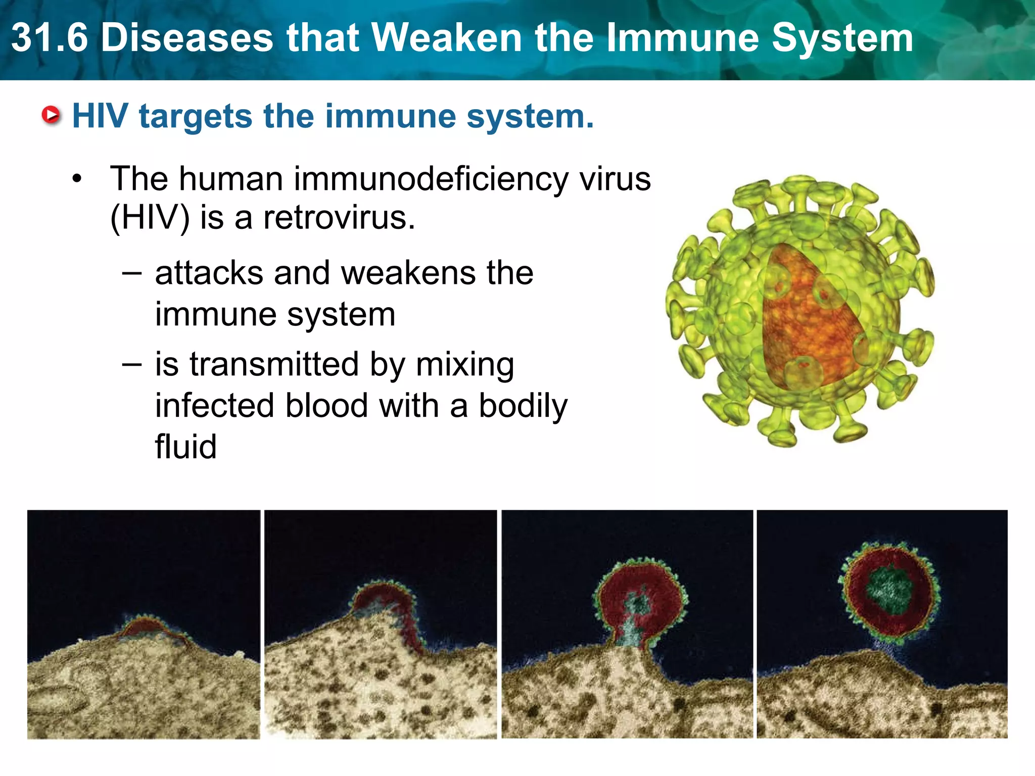 HIV targets the immune system. The human immunodeficiency virus (HIV) is a retrovirus.  attacks and weakens the immune system is transmitted by mixing infected blood with a bodily fluid 