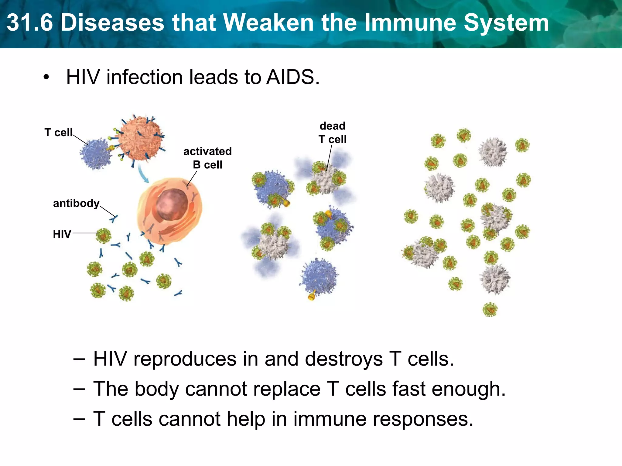 HIV infection leads to AIDS. HIV reproduces in and destroys T cells. The body cannot replace T cells fast enough. T cells cannot help in immune responses. HIV T cell dead T cell antibody activated B cell 