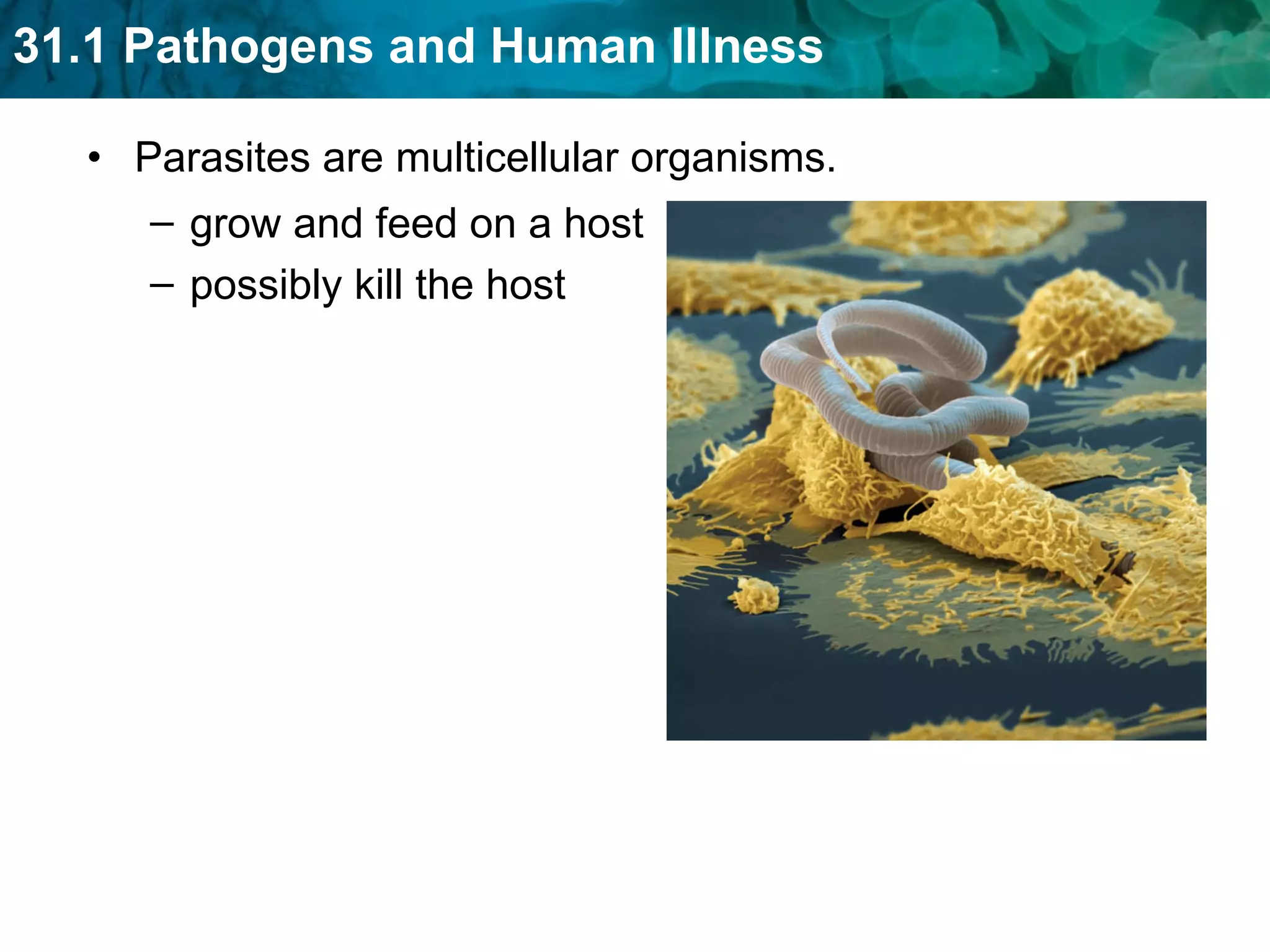 Parasites are multicellular organisms. grow and feed on a host  possibly kill the host 
