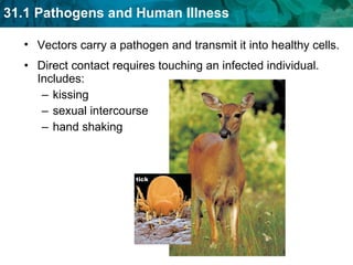 Direct contact requires touching an infected individual. Includes:  kissing sexual intercourse   hand shaking  Vectors carry a pathogen and transmit it into healthy cells.  tick 