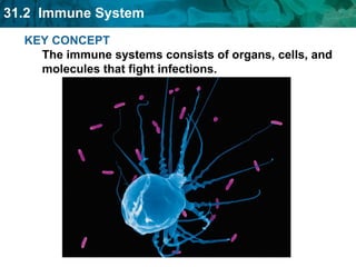 KEY CONCEPT The immune systems consists of organs, cells, and molecules that fight infections. 