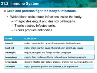 Cells and proteins fight the body’s infections. White blood cells attack infections inside the body. Phagocytes engulf and destroy pathogens.  T cells destroy infected cells. B cells produce antibodies. 