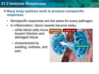 Many body systems work to produce nonspecific responses.  Nonspecific responses are the same for every pathogen. In inflammation, blood vessels become leaky. white blood cells move toward infection and damaged tissue characterized by swelling, redness, and pain capillary wall extracellular  space white blood cell 