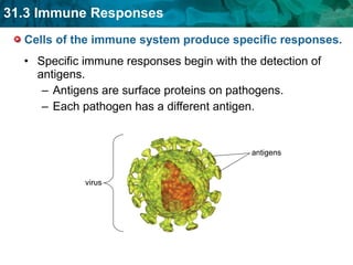 Cells of the immune system produce specific responses. Specific immune responses begin with the detection of antigens. Antigens are surface proteins on pathogens. Each pathogen has a different antigen. virus antigens 