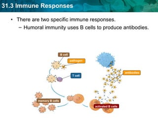 There are two specific immune responses. Humoral immunity uses B cells to produce antibodies. memory B cells activated B cells antibodies B cell T cell pathogen 