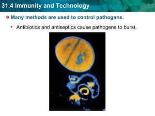 Many methods are used to control pathogens. Antibiotics and antiseptics cause pathogens to burst. 