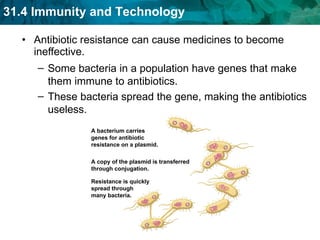 Antibiotic resistance can cause medicines to become ineffective. Some bacteria in a population have genes that make them immune to antibiotics. These bacteria spread the gene, making the antibiotics useless. A bacterium carries genes for antibiotic resistance on a plasmid. A copy of the plasmid is transferred through conjugation. Resistance is quickly spread through many bacteria. 