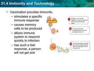 Vaccination provides immunity. stimulates a specific immune response  allows immune system to respond quickly to infection causes memory cells to be produced has such a fast response, a person will not get sick A memory B cell is stimulated when the real pathogen binds to it. 2 The B cell quickly activates and makes antibodies that fight the pathogens before you get sick. 3 Antigens in a vaccine trigger an immune response, and memory B cells are made. 1 memory B cells 