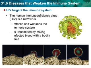HIV targets the immune system. The human immunodeficiency virus (HIV) is a retrovirus.  attacks and weakens the immune system is transmitted by mixing infected blood with a bodily fluid 