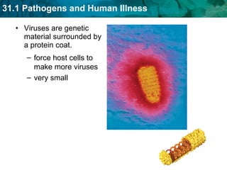 Viruses are genetic material surrounded by a protein coat. force host cells to make more viruses  very small  
