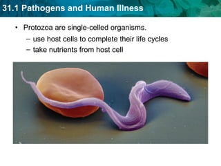 Protozoa are single-celled organisms. use host cells to complete their life cycles take nutrients from host cell 