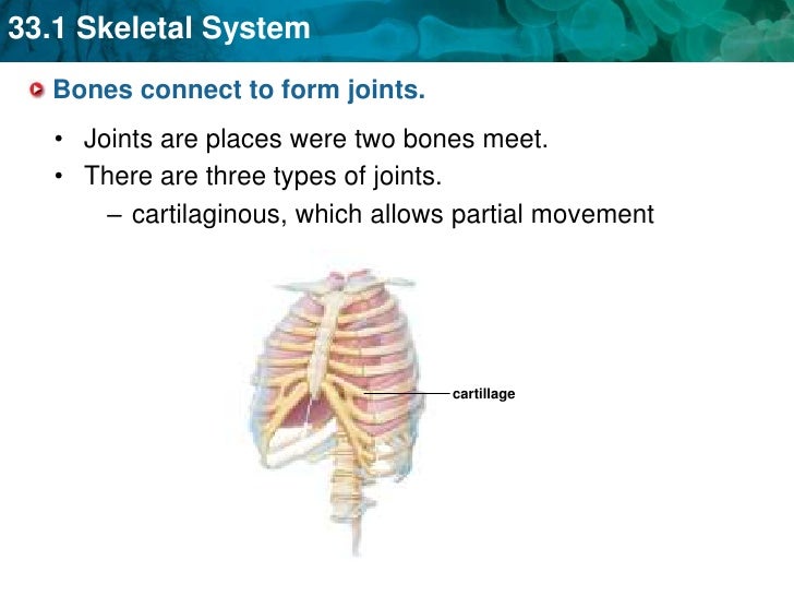 Unit 33 Musculoskeletal System