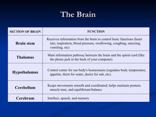 The Brain SECTION OF BRAIN   FUNCTION Brain stem Receives information from the brain to control basic functions (heart rate, respiration, blood pressure, swallowing, coughing, sneezing, vomiting, etc) Thalamus Main information pathway between the brain and the spinal cord (like the phone jack in the back of your computer) Hypothalamus Control center for our body's homeostasis (regulates body temperature, appetite, thirst for water, desire for salt, etc).  Cerebellum Keeps movements smooth and coordinated, helps maintain posture, muscle tone, and equilibrium/balance Cerebrum Intellect, speech, and memory  